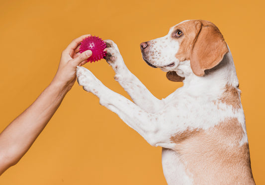 The Best Toys and Treats for Your Furry Friend